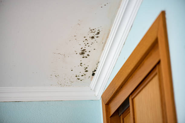 Best Affordable Mold Removal  in Rlborough, MA