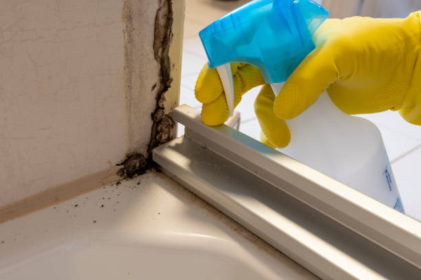 Best Attic Mold Removal  in Rlborough, MA