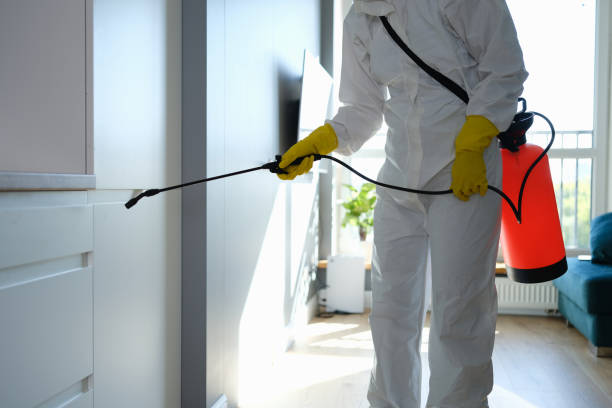 Best Emergency Mold Removal  in Rlborough, MA