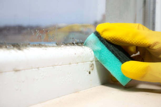 Best Mold Removal Near Me  in Rlborough, MA