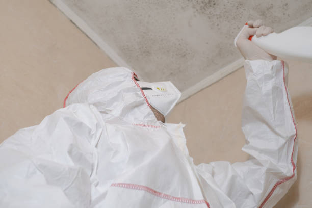 Best Mold Removal Process  in Rlborough, MA