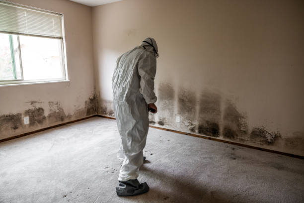 Attic Mold Removal in Marlborough, MA