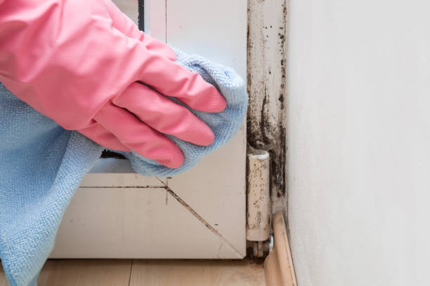 Certified Mold Removal in Marlborough, MA