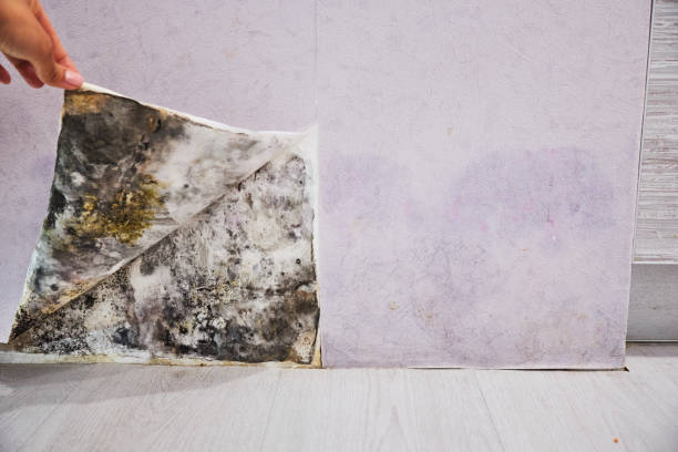 Best Best Mold Removal Companies  in Rlborough, MA